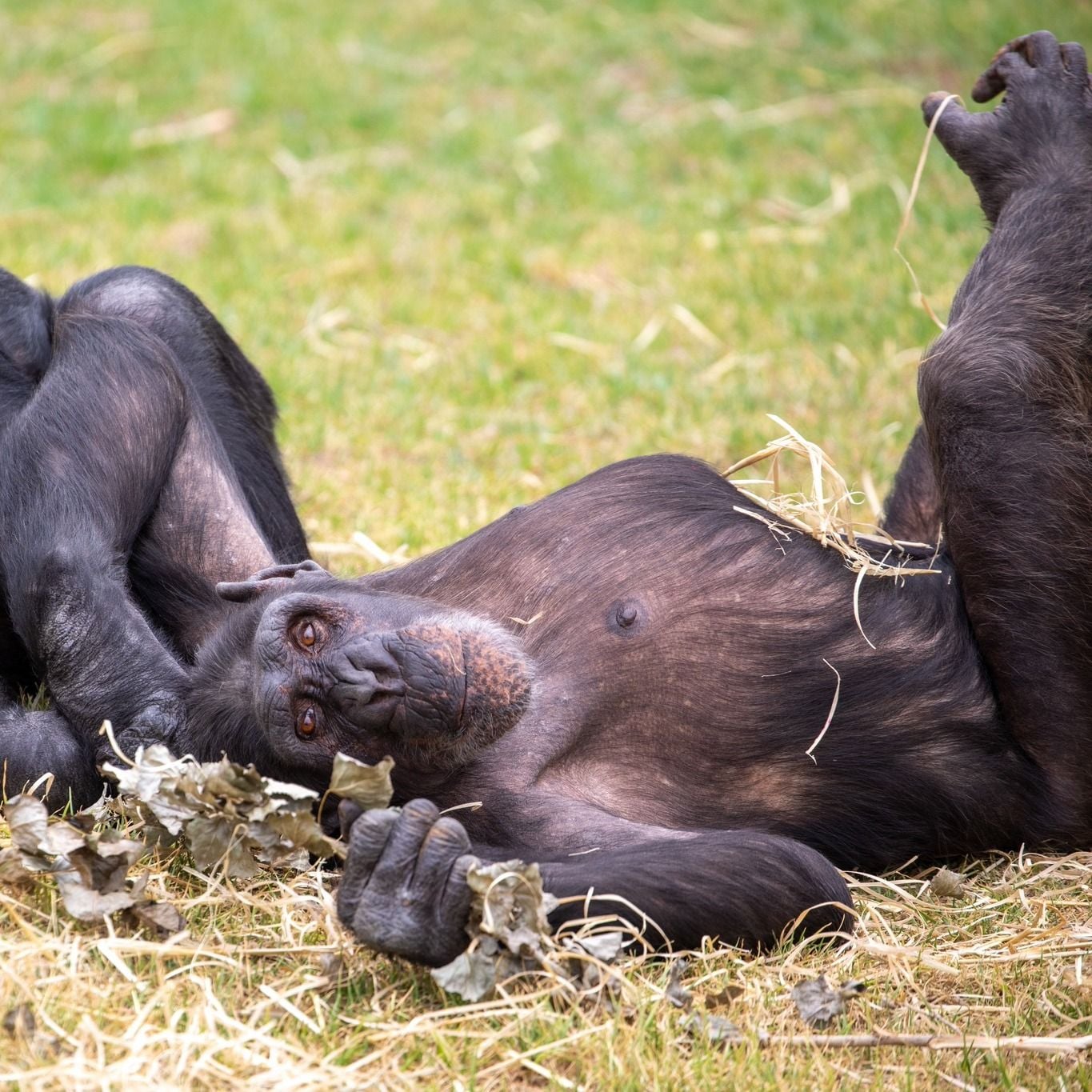 Sydney Zoo November Public Day Tour November 2022 Image -636ff9da2a587